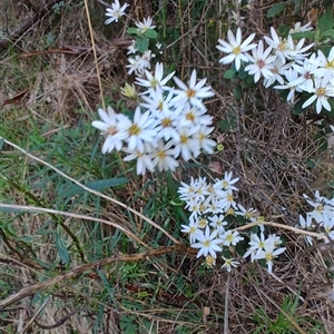 Olearia phlogopappa at Runnymede, TAS - 10 Nov 2024