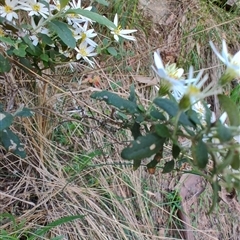 Olearia phlogopappa at Runnymede, TAS - 10 Nov 2024