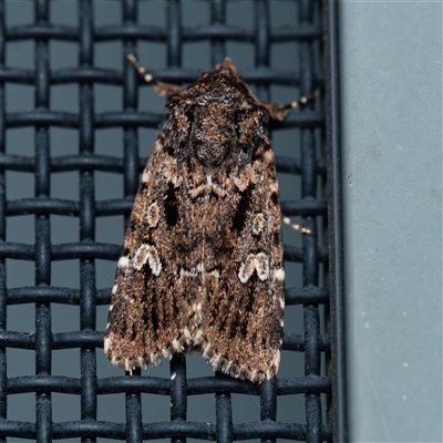 Ectopatria horologa (Nodding Saltbush Moth) at Harrison, ACT - 9 Nov 2024 by DPRees125