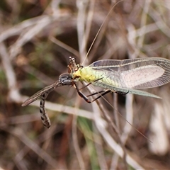 Leptogaster sp. (genus) (Robber fly) at Cook, ACT - 23 Oct 2024 by CathB