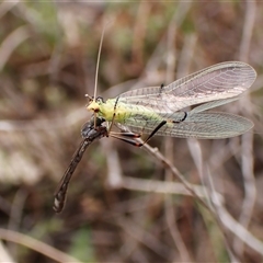 Leptogaster sp. (genus) at Cook, ACT - 23 Oct 2024