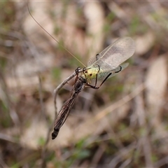 Leptogaster sp. (genus) at Cook, ACT - 23 Oct 2024