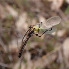 Leptogaster sp. (genus) at Cook, ACT - 23 Oct 2024