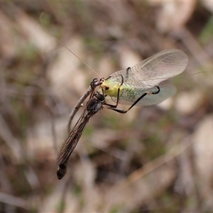 Leptogaster sp. (genus) at Cook, ACT - 23 Oct 2024 11:24 AM