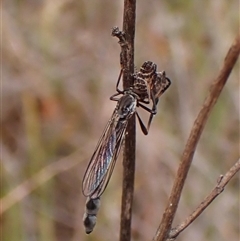 Leptogaster sp. (genus) at Cook, ACT - 23 Oct 2024 11:24 AM