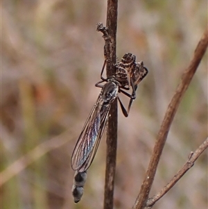 Leptogaster sp. (genus) at Cook, ACT - 23 Oct 2024