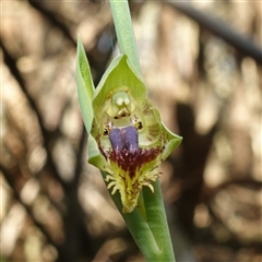 Calochilus campestris (Copper Beard Orchid) at Gundary, NSW - 20 Oct 2024 by RobG1