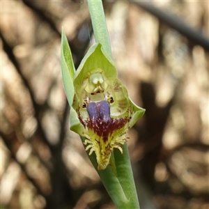 Calochilus campestris at Gundary, NSW - 20 Oct 2024