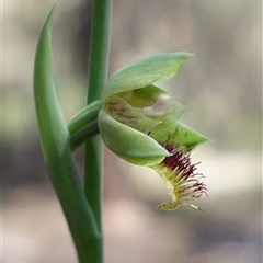 Calochilus campestris at Gundary, NSW - 20 Oct 2024