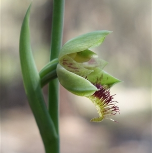 Calochilus campestris at Gundary, NSW - 20 Oct 2024