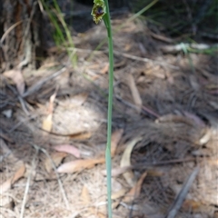 Calochilus campestris at Gundary, NSW - 20 Oct 2024