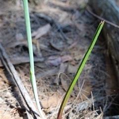 Calochilus campestris at Gundary, NSW - 20 Oct 2024