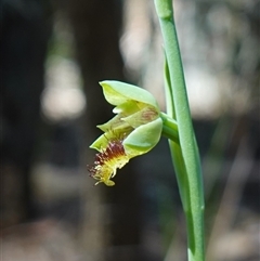 Calochilus campestris at Gundary, NSW - 20 Oct 2024