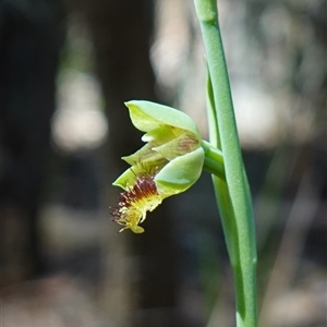 Calochilus campestris at Gundary, NSW - 20 Oct 2024