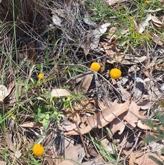 Unidentified Other Wildflower or Herb at Birdsville, QLD - 10 Nov 2024 by Kelly123456