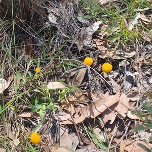 Unidentified Other Wildflower or Herb at Birdsville, QLD by Kelly123456