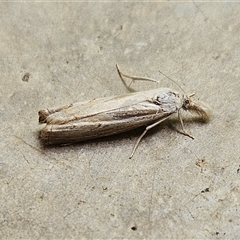 Culladia cuneiferellus (Crambinae moth) at Hawker, ACT - 10 Nov 2024 by sangio7