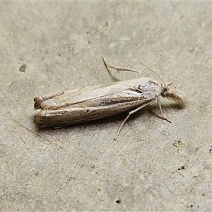 Culladia cuneiferellus at Hawker, ACT - 10 Nov 2024