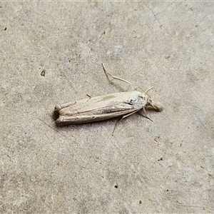 Culladia cuneiferellus at Hawker, ACT - 10 Nov 2024