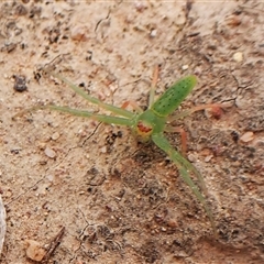 Cetratus rubropunctatus (Long green crab spider) at Cook, ACT - 23 Oct 2024 by CathB