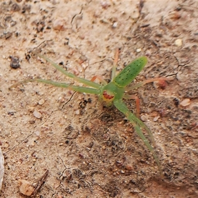 Cetratus rubropunctatus (Long green crab spider) at Cook, ACT - 23 Oct 2024 by CathB