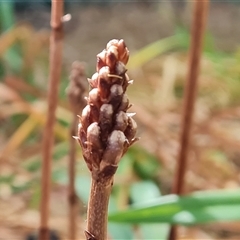 Gastrodia procera (Tall Potato Orchid) at Isaacs, ACT - 10 Nov 2024 by Mike