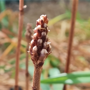 Gastrodia procera at Isaacs, ACT - 10 Nov 2024