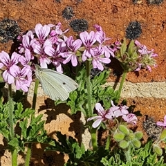 Pieris rapae (Cabbage White) at Isaacs, ACT - 10 Nov 2024 by Mike