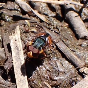 Austalis copiosa at Cook, ACT - 24 Oct 2024