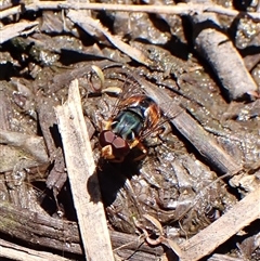 Austalis copiosa at Cook, ACT - 24 Oct 2024