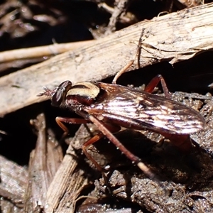 Taenogerella elizabethae at Cook, ACT - 24 Oct 2024 02:47 PM