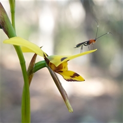 Diuris sulphurea (Tiger Orchid) at Gundary, NSW - 20 Oct 2024 by RobG1