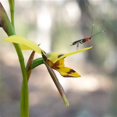 Diuris sulphurea (Tiger Orchid) at Gundary, NSW - 20 Oct 2024 by RobG1