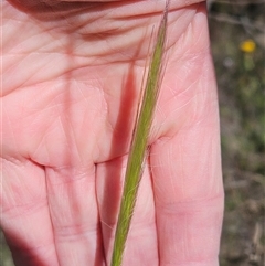 Dichelachne crinita (Long-hair Plume Grass) at Hawker, ACT - 9 Nov 2024 by sangio7