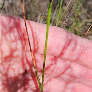 Dichelachne crinita at Hawker, ACT - 10 Nov 2024