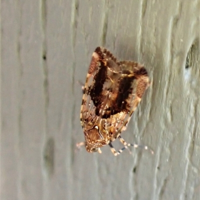 Unidentified Leafhopper or planthopper (Hemiptera, several families) at Cook, ACT - 24 Oct 2024 by CathB