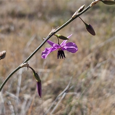 Arthropodium fimbriatum (Nodding Chocolate Lily) at Belconnen, ACT - 9 Nov 2024 by sangio7