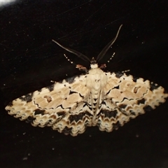 Sandava xylistis (Rusty Snout) at Cook, ACT - 29 Oct 2024 by CathB