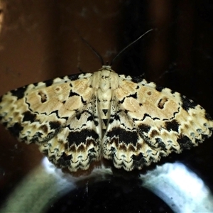 Sandava xylistis at Cook, ACT - 29 Oct 2024 09:30 PM