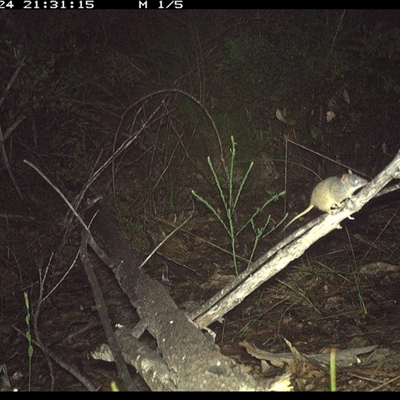 Antechinus flavipes at Shannondale, NSW - 24 Oct 2024 by PEdwards