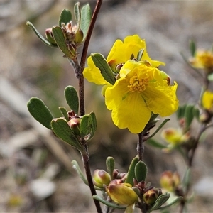 Hibbertia obtusifolia at Whitlam, ACT - 10 Nov 2024 10:27 AM