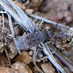 Rhyparochromidae (family) (Seed bug) at Cook, ACT - 29 Oct 2024 by CathB