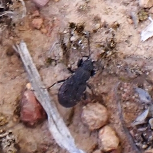 Rhyparochromidae (family) at Cook, ACT - 29 Oct 2024 03:20 PM