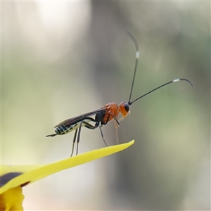 Ichneumonoidea (Superfamily) at Gundary, NSW - suppressed