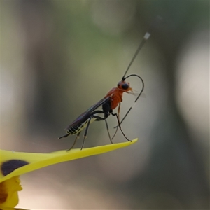 Ichneumonoidea (Superfamily) at Gundary, NSW - suppressed