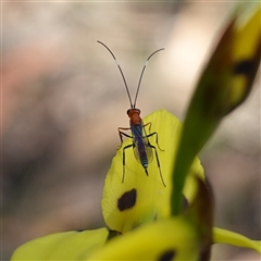 Ichneumonoidea (Superfamily) at Gundary, NSW - suppressed