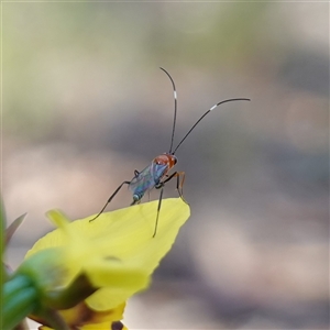 Ichneumonoidea (Superfamily) at Gundary, NSW - suppressed