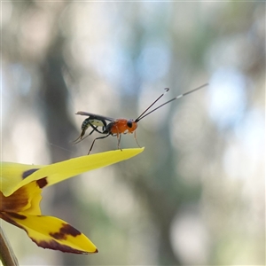 Ichneumonoidea (Superfamily) at Gundary, NSW - suppressed