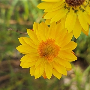 Xerochrysum viscosum at Belconnen, ACT - 10 Nov 2024 10:37 AM