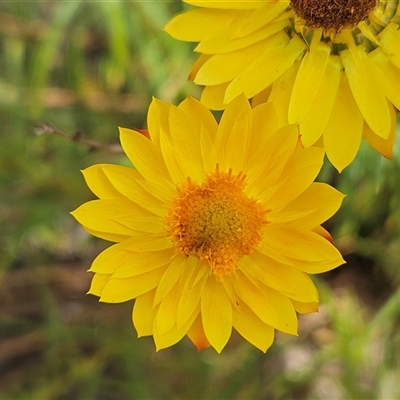 Xerochrysum viscosum (Sticky Everlasting) at Belconnen, ACT - 10 Nov 2024 by sangio7